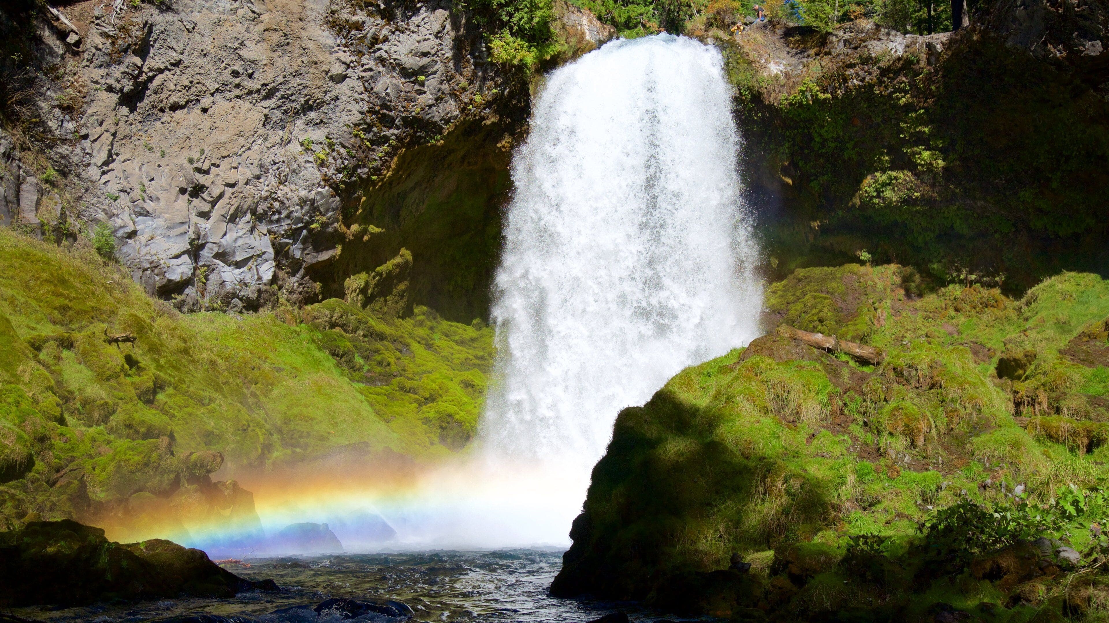 Oakridge qui includes forêt vierge et cascade