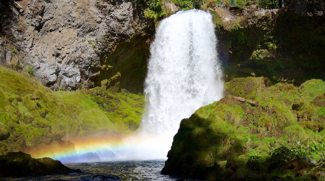 Oakridge showing rainforest and a cascade