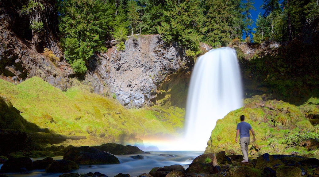 Oakridge showing a cascade and rainforest