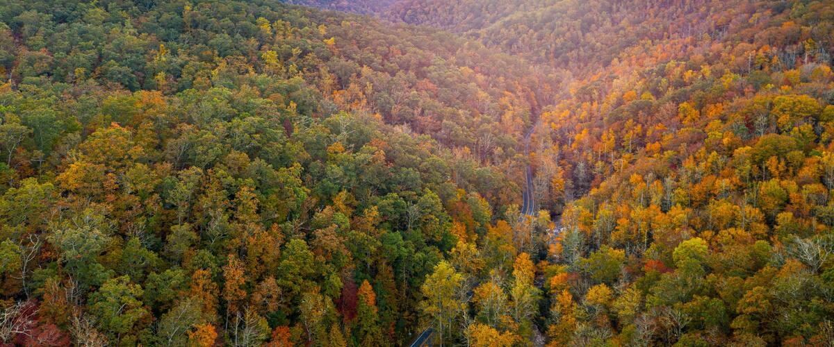 Pisgah National Forest, North Carolina, USA