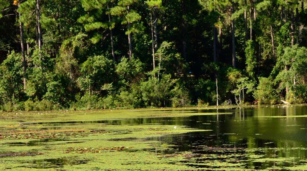 Gordonia Alatamaha State Park