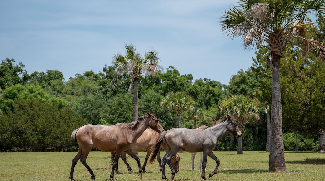 Wild horses at Cumberland Island National Seashore.