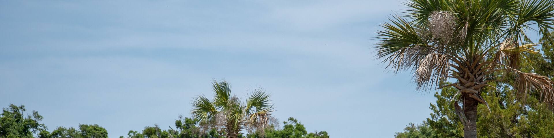 Three horses grazing in a grassy field with palm trees in the background.