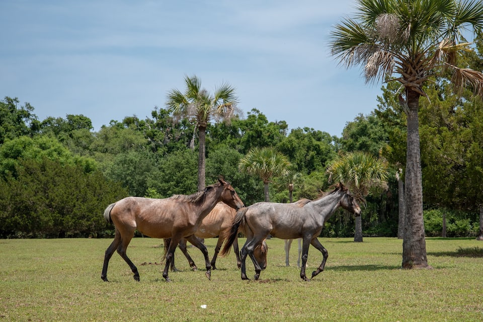 Trois chevaux paissent dans un champ herbeux, avec des palmiers en arrière-plan.