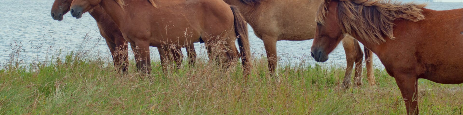 Wild horses escape the biting insects on a barrier island at Rachel Carson Estuarine Reserve in North Carolina.