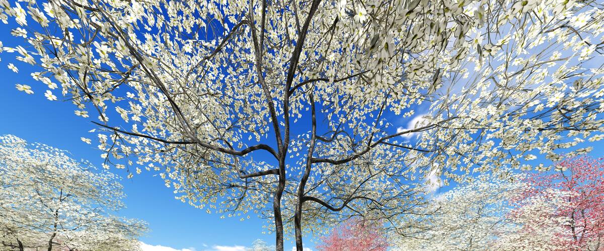 Flowering dogwood trees in orchard in spring time 3d rendering