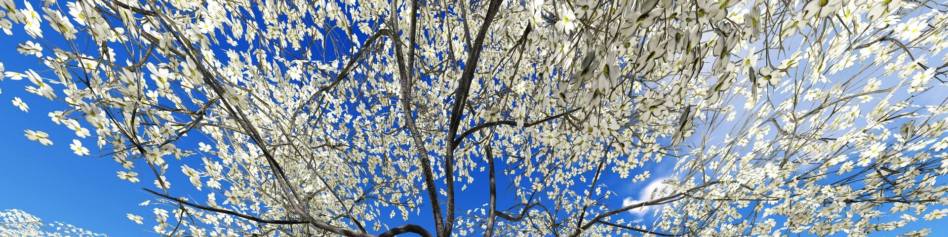 A park with cherry blossom trees in full bloom.
