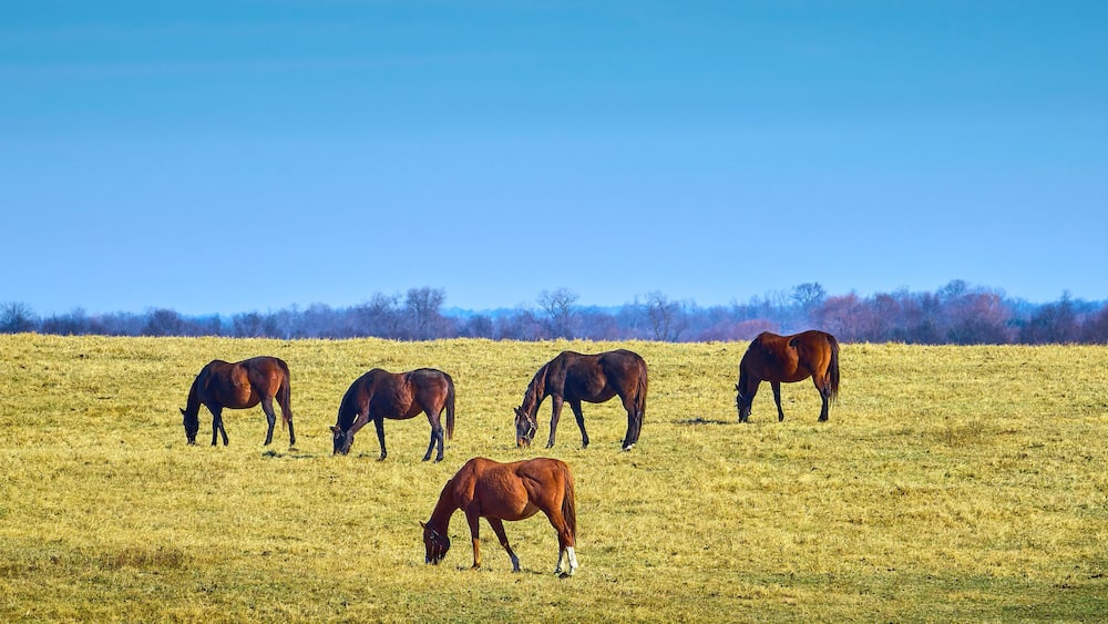 Five thoroughbred horses grazing in a field.