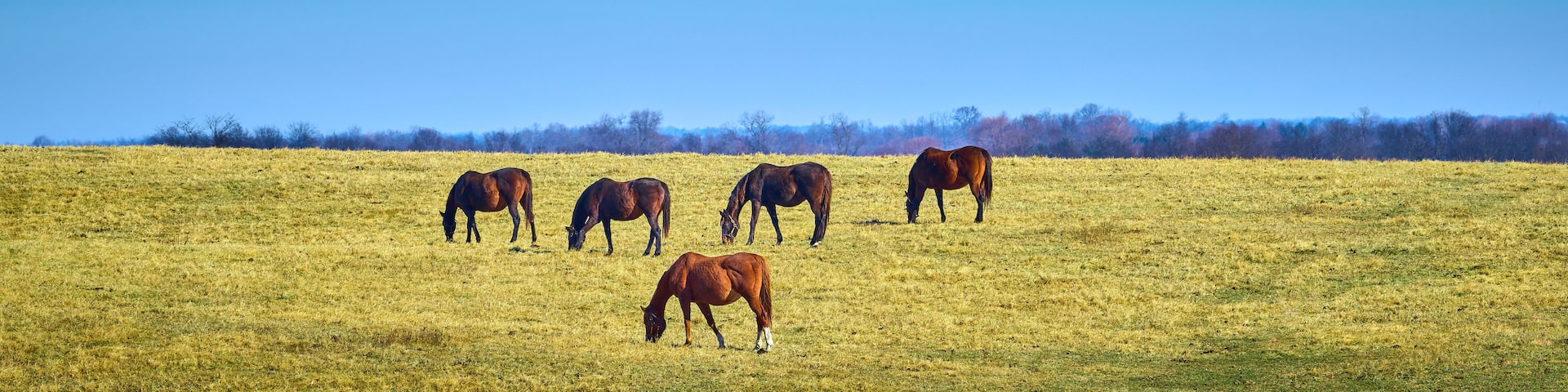 Five thoroughbred horses grazing in a field.