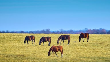 Five thoroughbred horses grazing in a field.