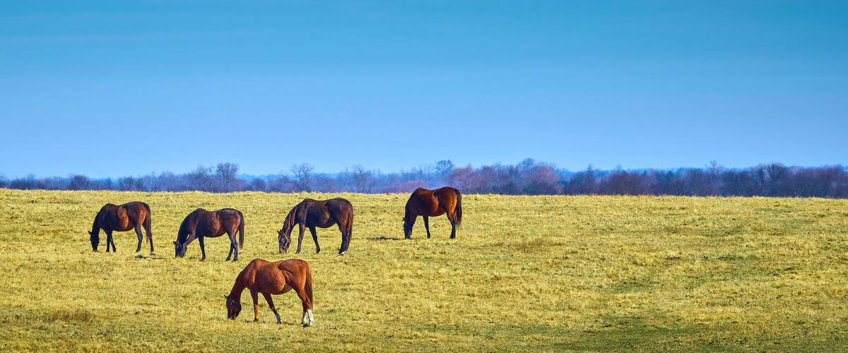 Five thoroughbred horses grazing in a field.