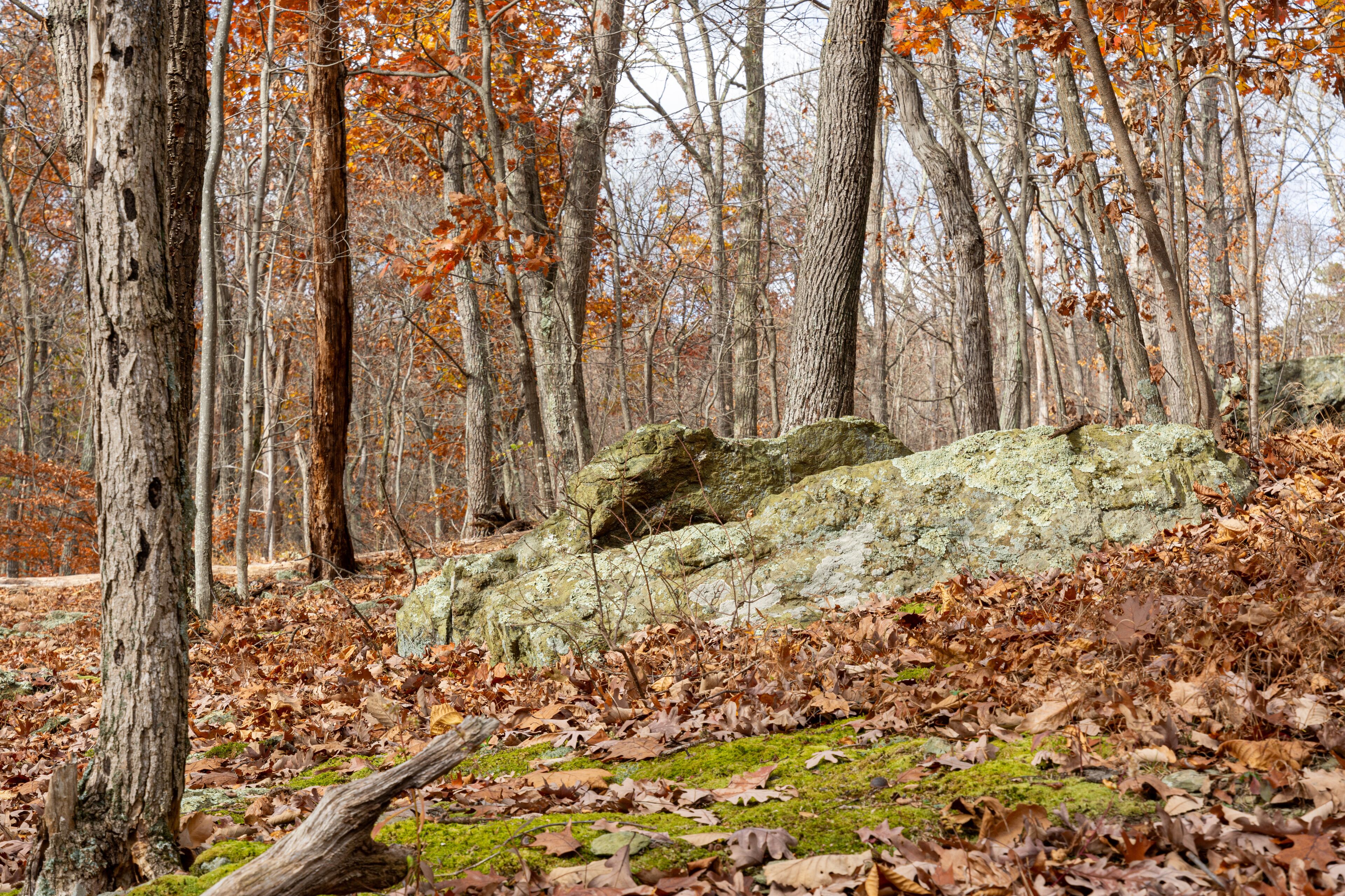 Moss covered rocks and forest floor