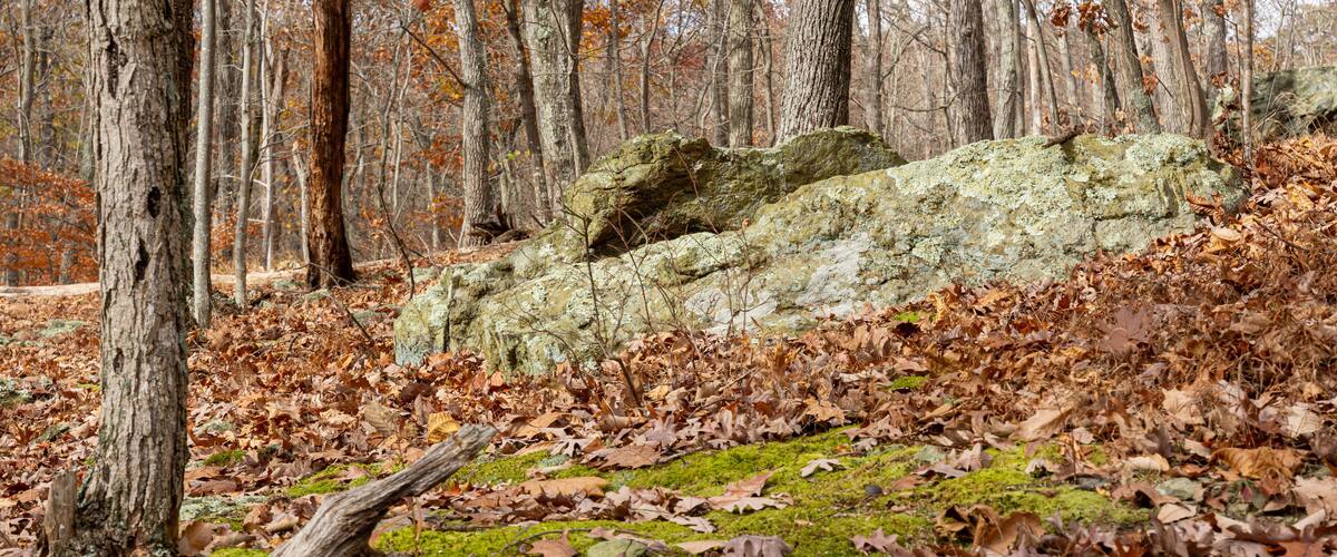 Moss covered rocks and forest floor