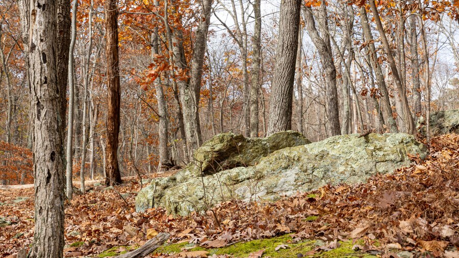 Moss covered rocks and forest floor
