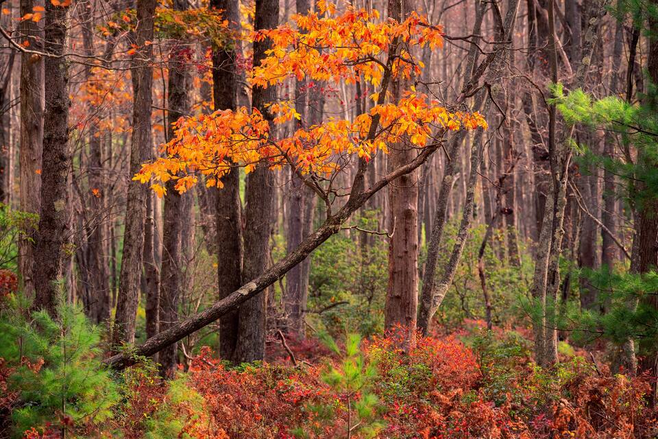 Een bos met herfstkleuren, waaronder oranje en rode bladeren aan bomen en struiken.
