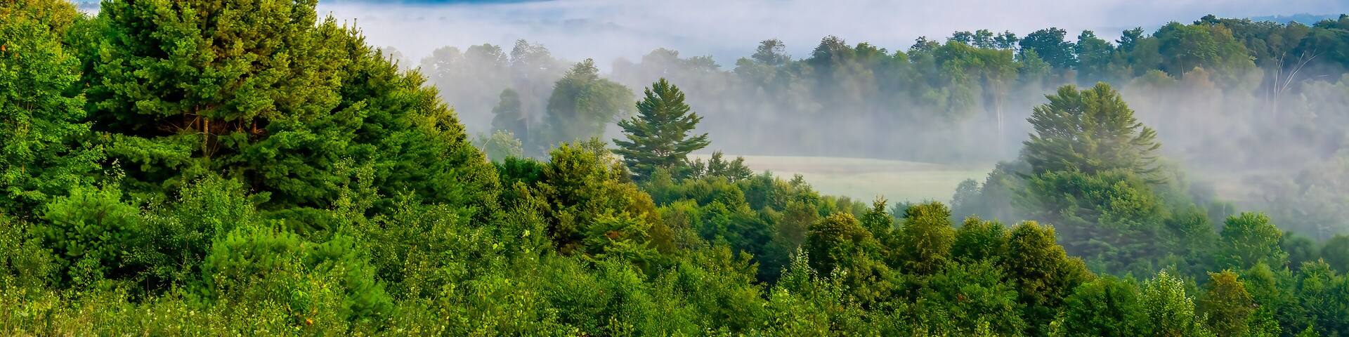 A forested landscape with a misty valley and distant hills.