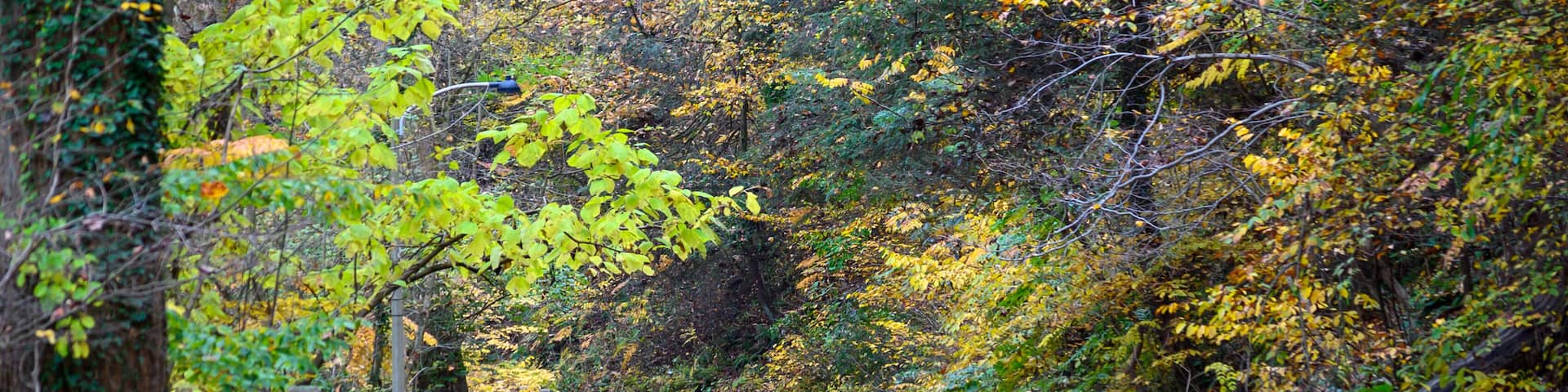 Un sendero boscoso con valla de madera y hojas caídas.