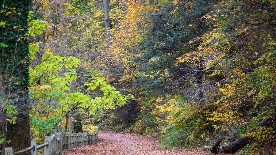 Wissahicken Valley Park during the Fall of 2023
