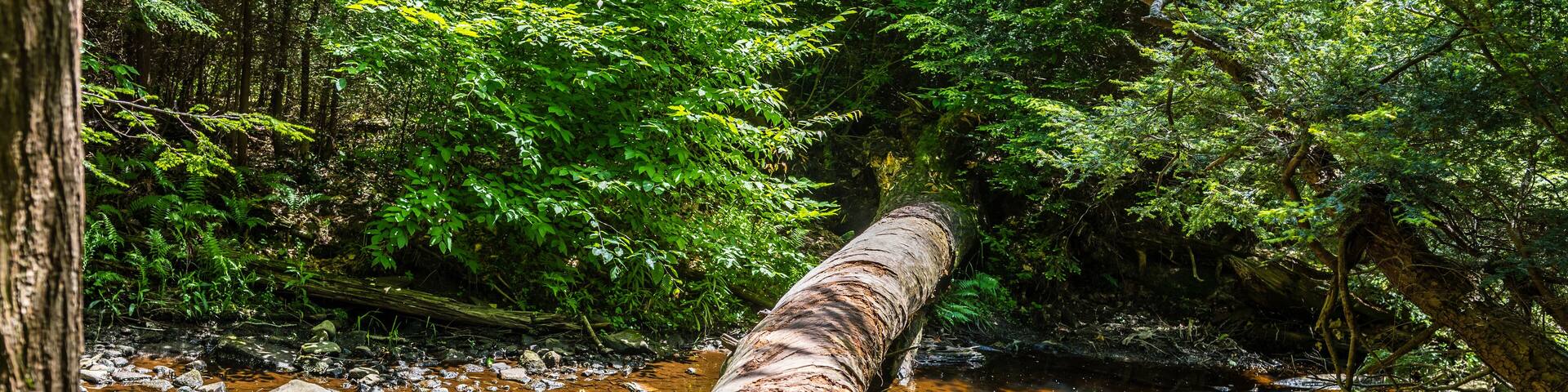 A Cedar Log Bridges a Creek in Ricketts Glen State Park of Pennsylvania