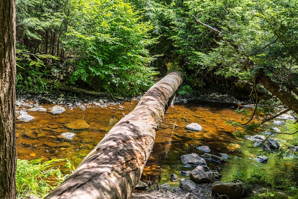 A Cedar Log Bridges a Creek in Ricketts Glen State Park of Pennsylvania