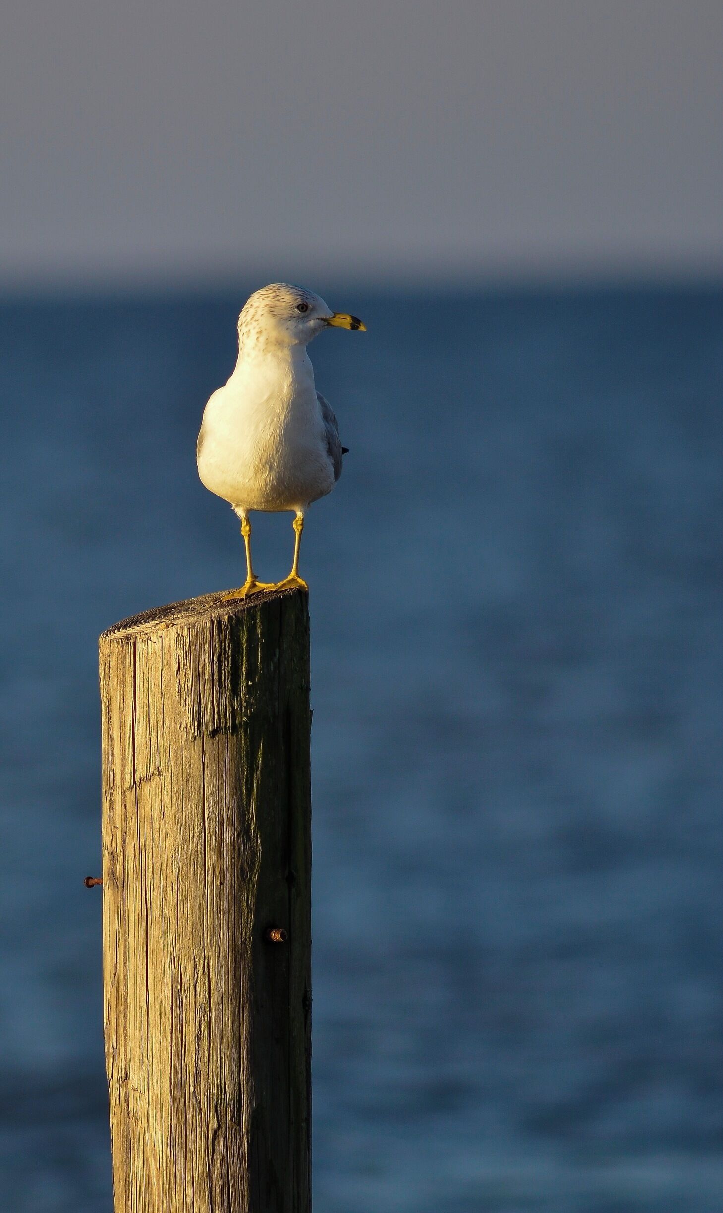 Herring Gull