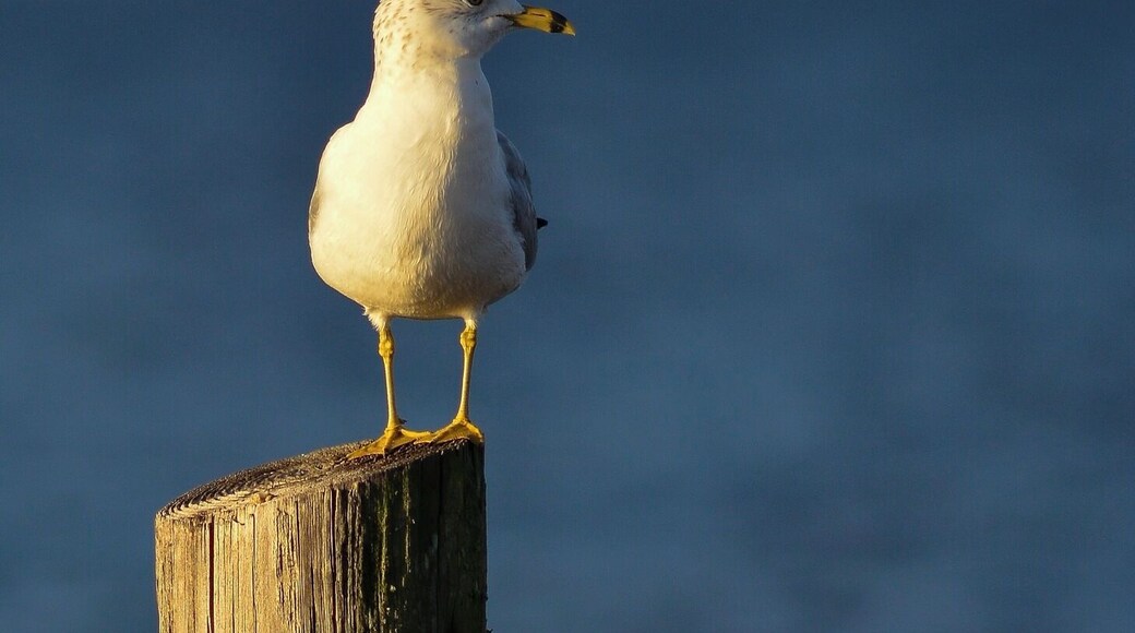 Herring Gull