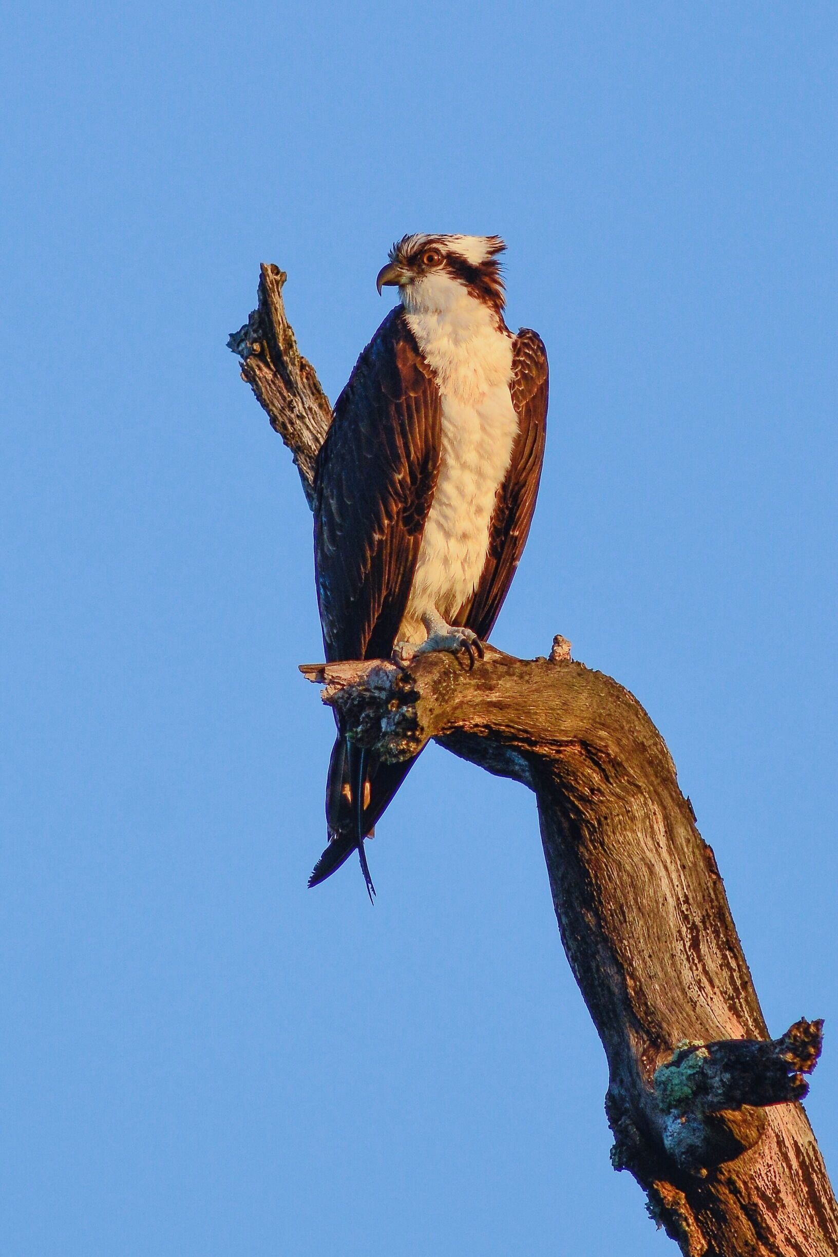 Osprey in the morning light