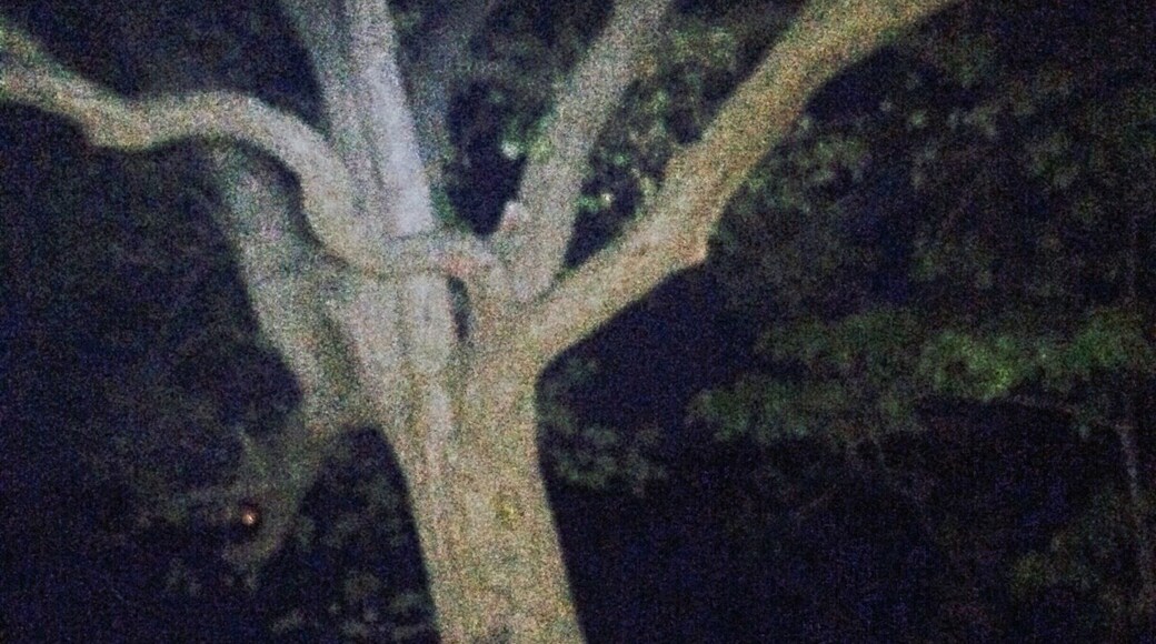 Located in Patchogue,NY at the end of Grove Street next to the swan river there is a wooded area about 1/4 mile in is this tree. According to local legends, witches were hung from this tree during colonial times. This area was extremely involved in witch craft, Sayville a Neighboring town is famous for it. In recent years there have been two separate reports of suicides by hanging at this location.
#hiking