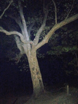 Located in Patchogue,NY at the end of Grove Street next to the swan river there is a wooded area about 1/4 mile in is this tree. According to local legends, witches were hung from this tree during colonial times. This area was extremely involved in witch craft, Sayville a Neighboring town is famous for it. In recent years there have been two separate reports of suicides by hanging at this location.
#hiking