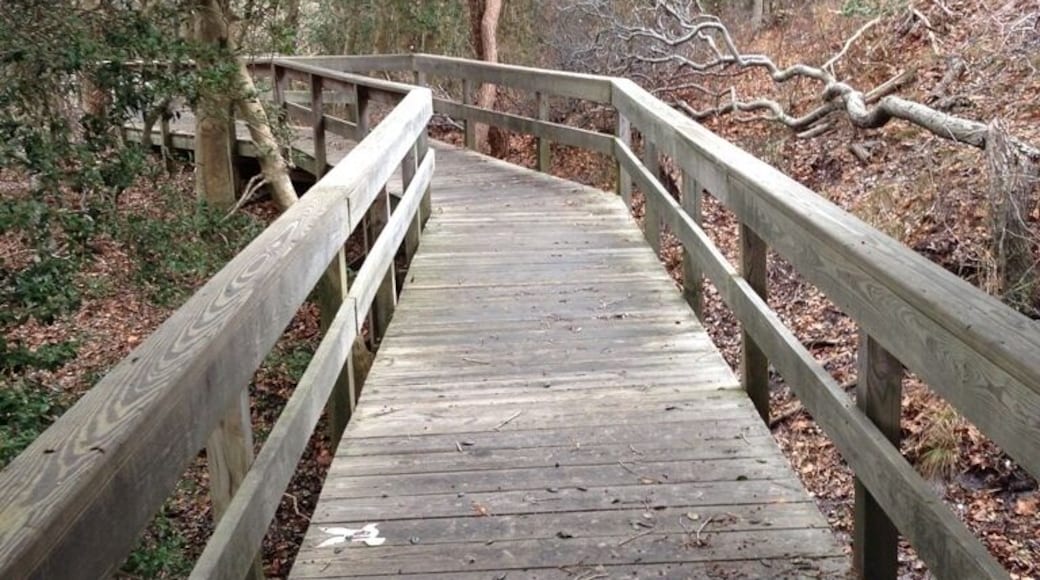 One of four marine forests left in the world .. Beautiful a must see