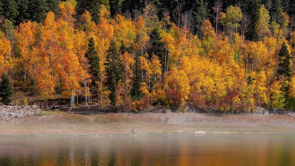 A forest with autumn-colored trees by a calm lake.