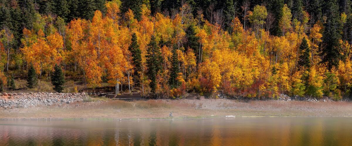 A forest with autumn-colored trees by a calm lake.