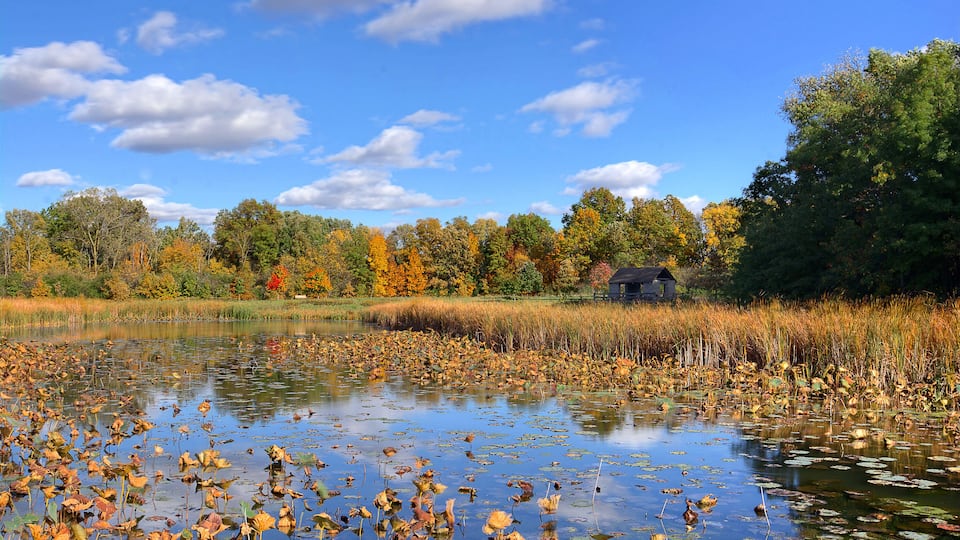 A pond surrounded by autumn foliage and a small house in the background.