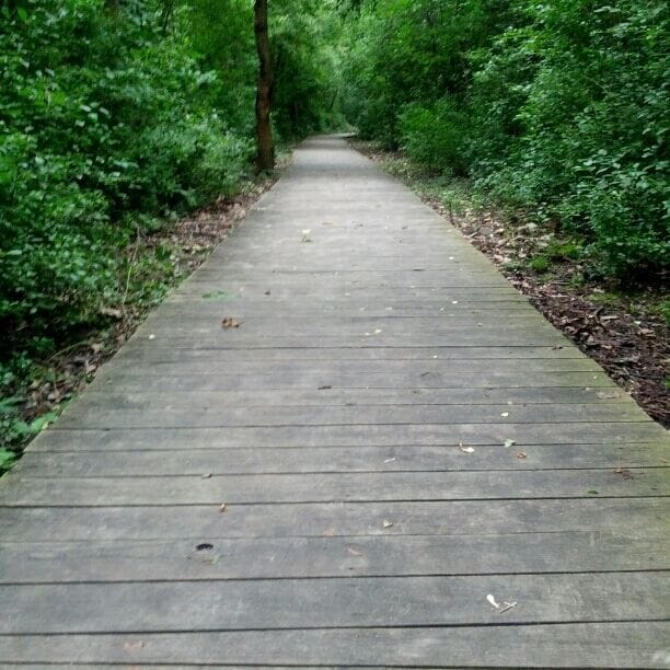 One of the boardwalks through the nature preserve.