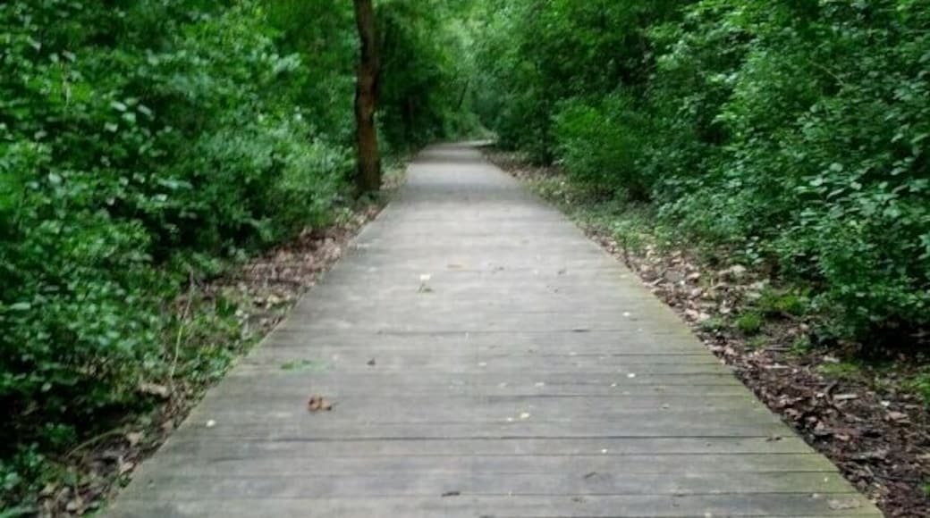 One of the boardwalks through the nature preserve.