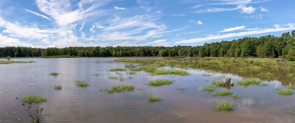 A bright blue sky with wispy clouds abov a panoramic landscape view of a Virginia wetland.