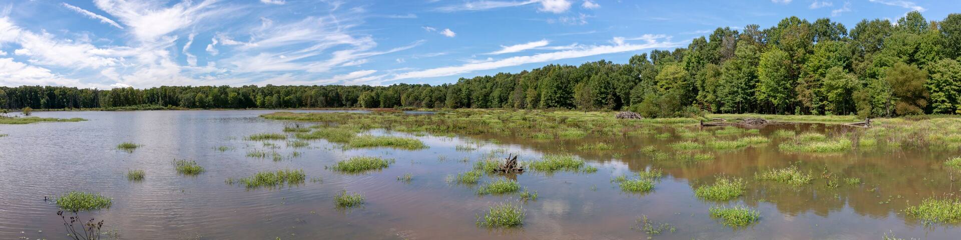 A calm lake surrounded by dense forest and a clear sky.