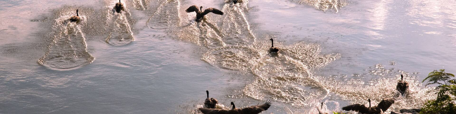 A group of birds flying over a body of water.