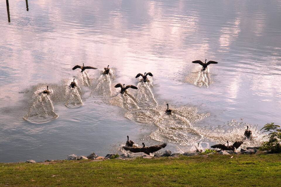 A group of birds flying over a body of water.