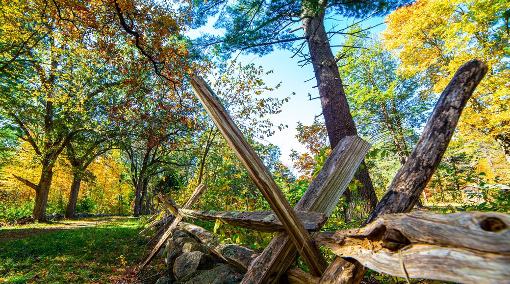 Spikey old fencing protecting rock wall along Battle Road in Concord, MA