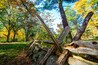 A forest with autumn-colored trees, a pile of logs, and a stone wall.