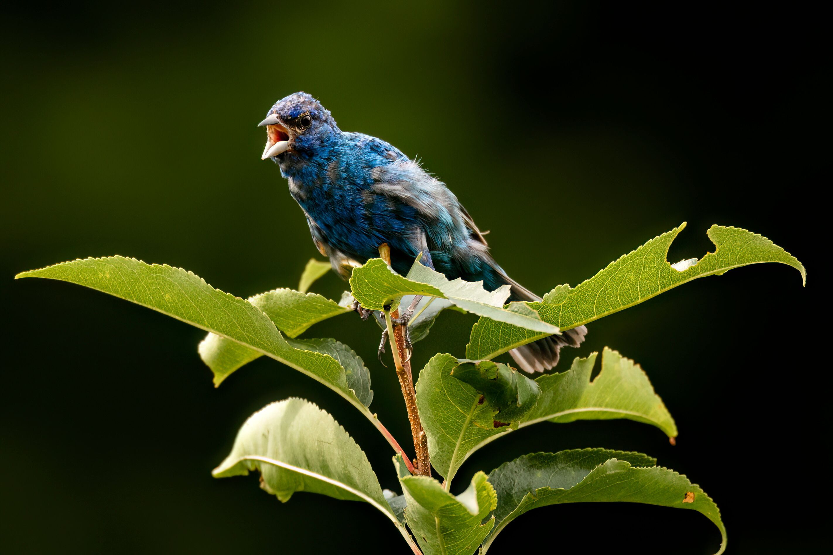 An Indigo Bunting sits atop a branch and calls out a birdsong at Audubon Caratunk Wildlife Refuge in Seekonk, Massachusetts Monday, August 19, 2024.