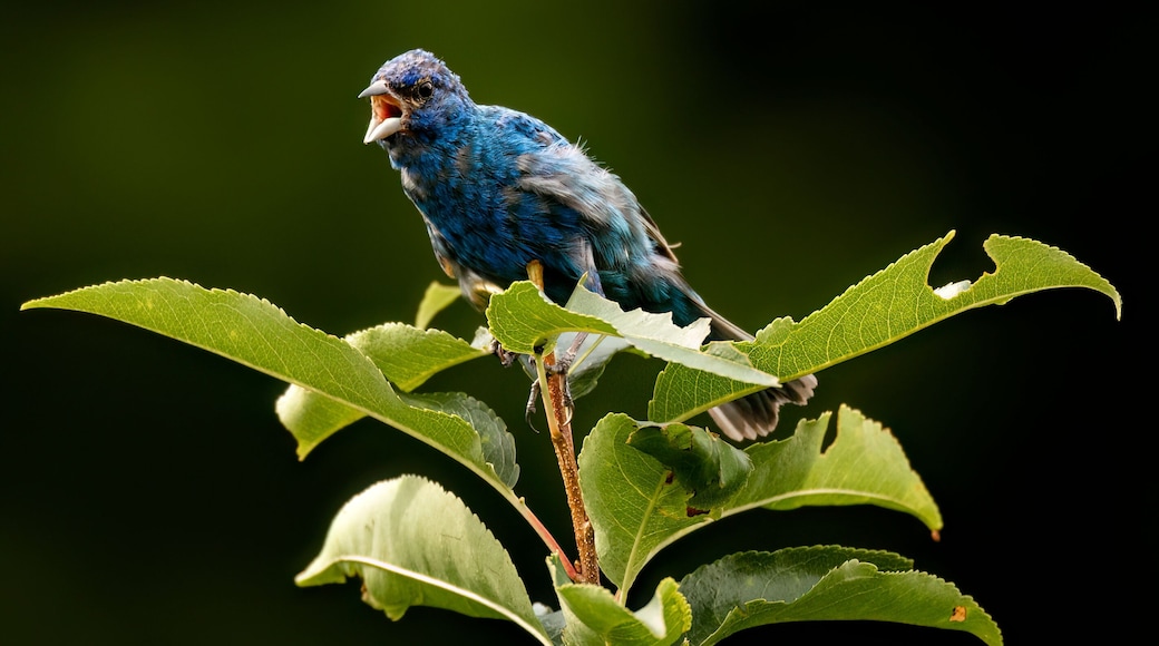 Caratunk Wildlife Refuge