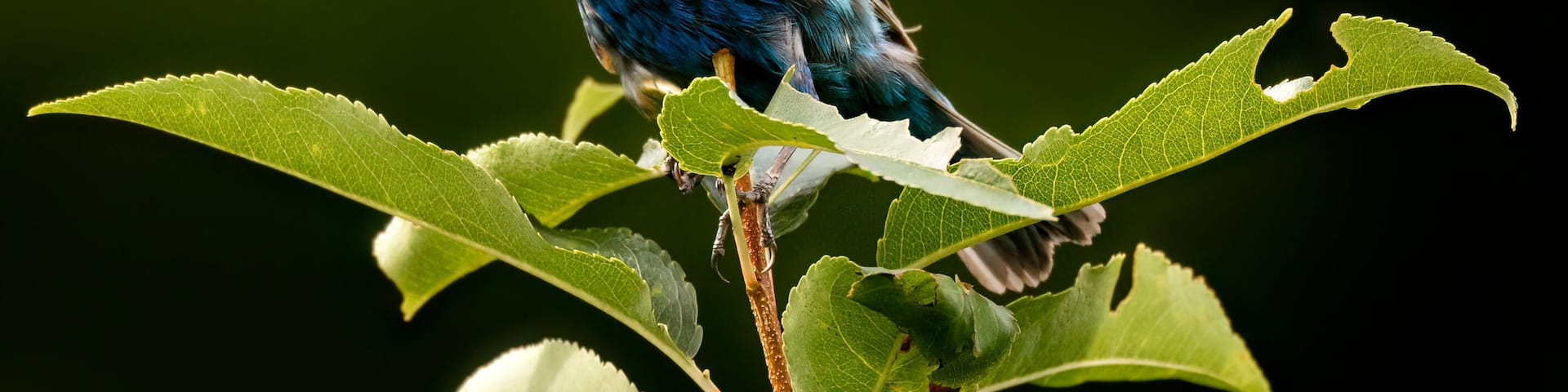 Un pájaro azul posado en una rama con hojas verdes.
