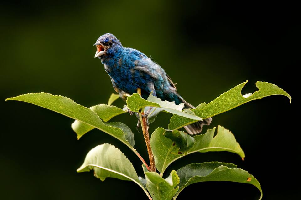 Ein blauer Vogel sitzt auf einem Ast mit grünen Blättern.
