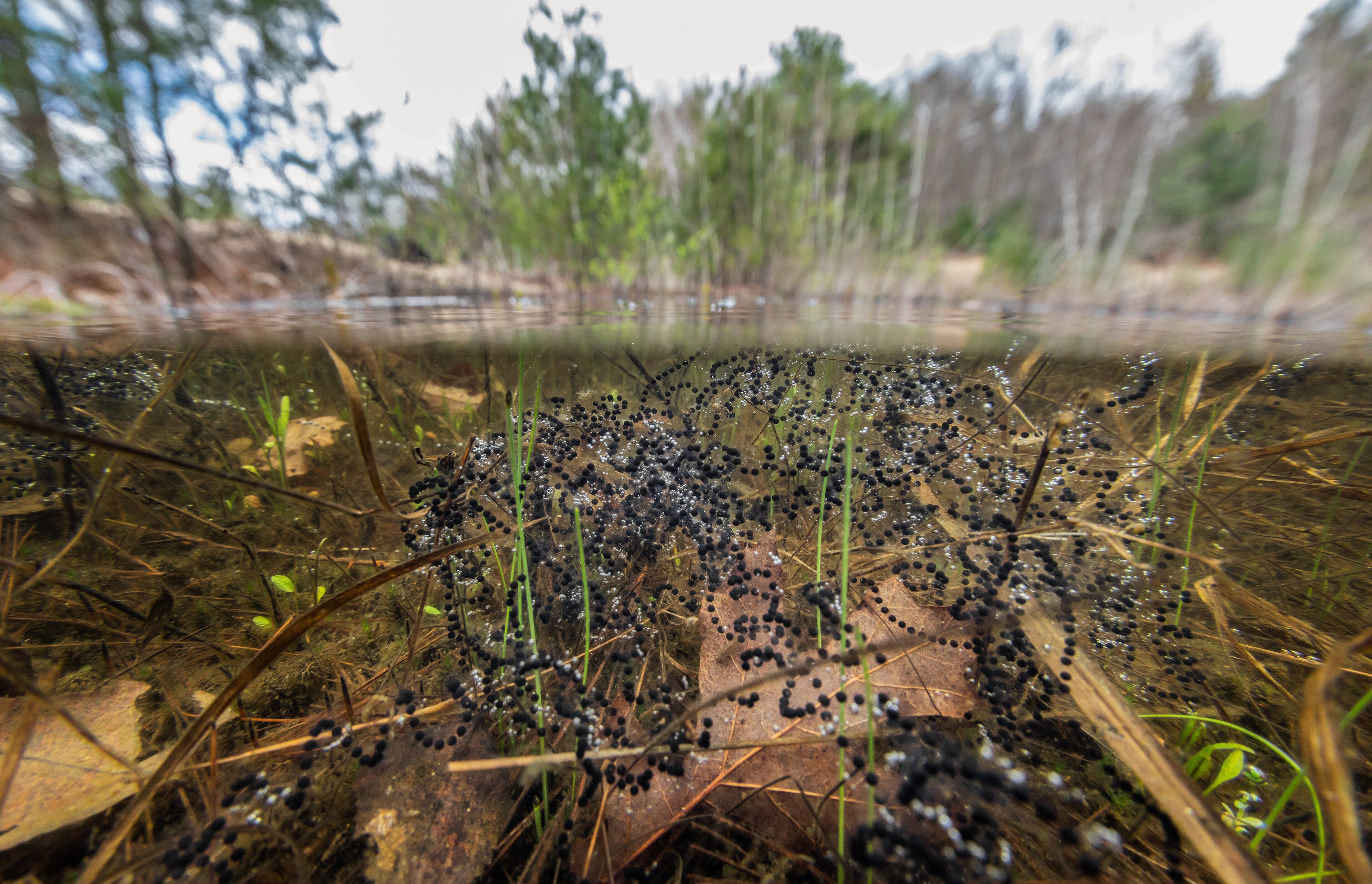 American toad eggs
-Massachusetts vernal pool