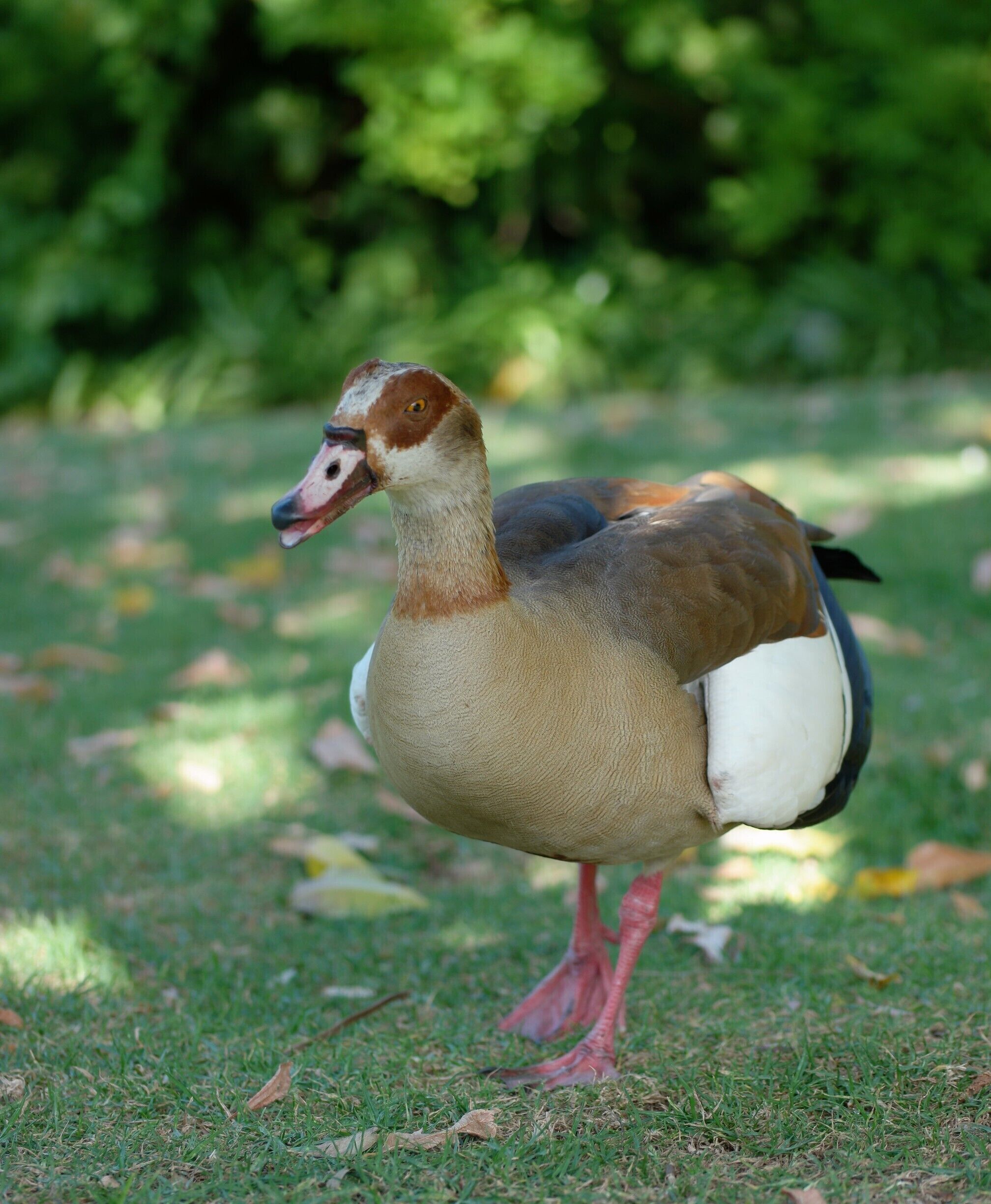 Egyptian goose (Alopochen aegyptiacus)

It is native to Africa south of the Sahara and the Nile Valley.

Egyptian geese were considered sacred by the Ancient Egyptians, and appeared in much of their artwork. - Wikipedia