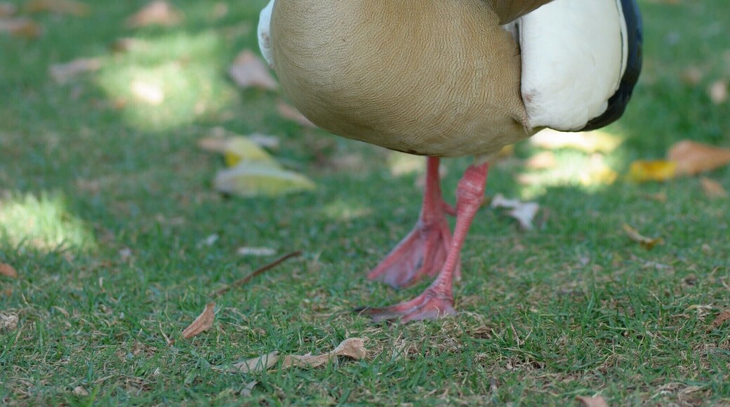 Egyptian goose (Alopochen aegyptiacus)
It is native to Africa south of the Sahara and the Nile Valley.
Egyptian geese were considered sacred by the Ancient Egyptians, and appeared in much of their artwork. - Wikipedia