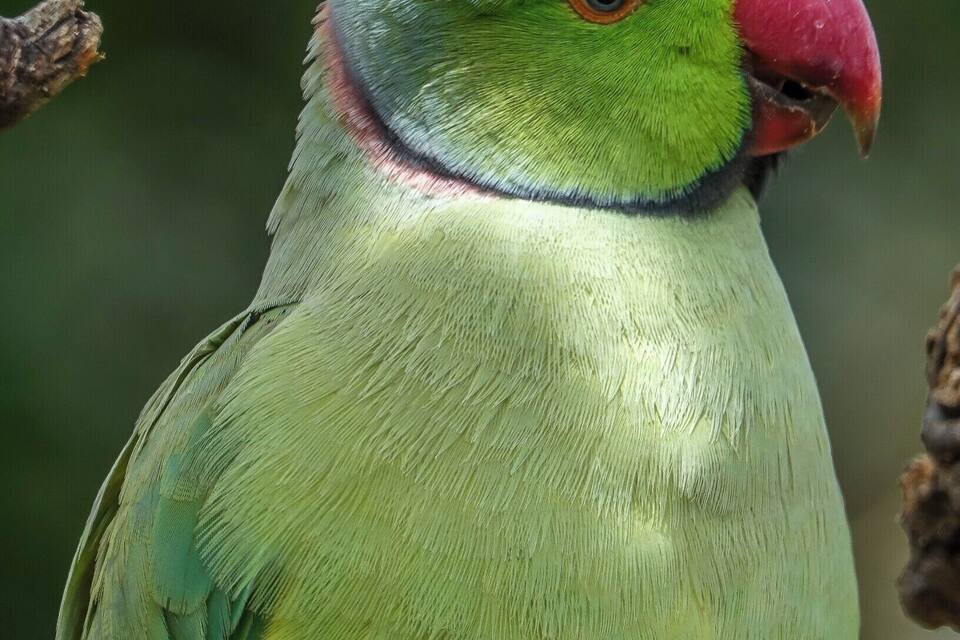 Een groene papegaai met een rode snavel zit op een tak.