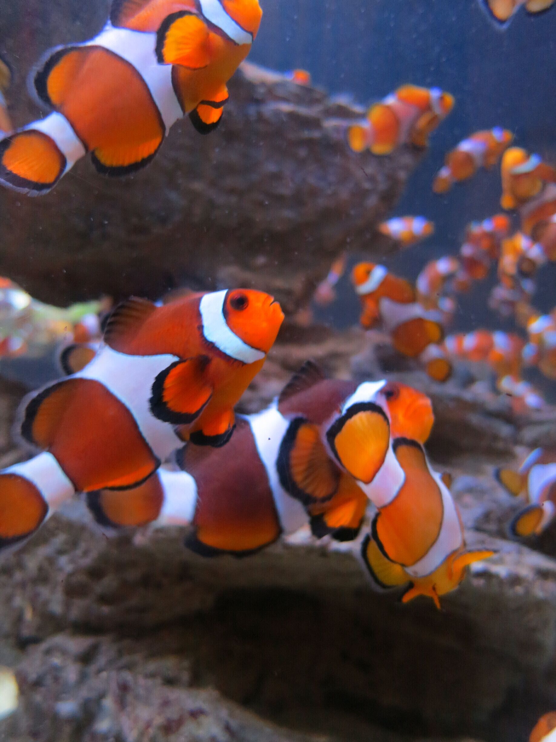 An interesting aquarium with species from two different oceans : Indian and Atlantic Ocean. A must visit when at Cape Town.